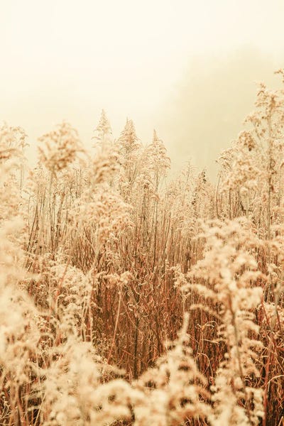 Nordic Winter I by Olivia Joy StClaire canvas print