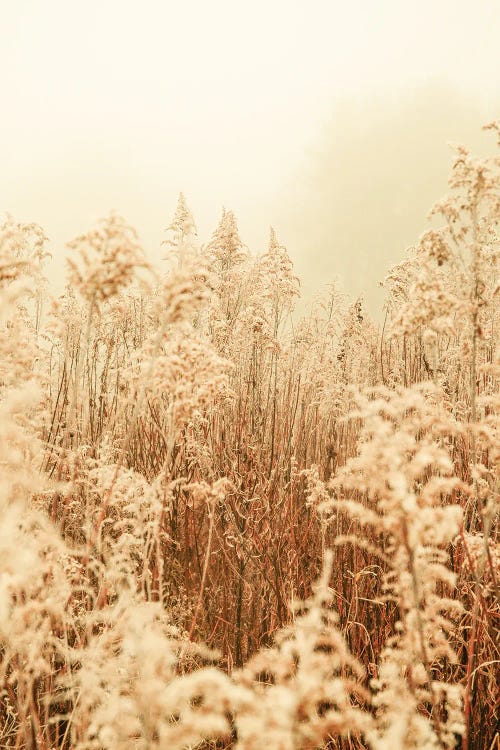 Nordic Winter I by Olivia Joy StClaire wall art