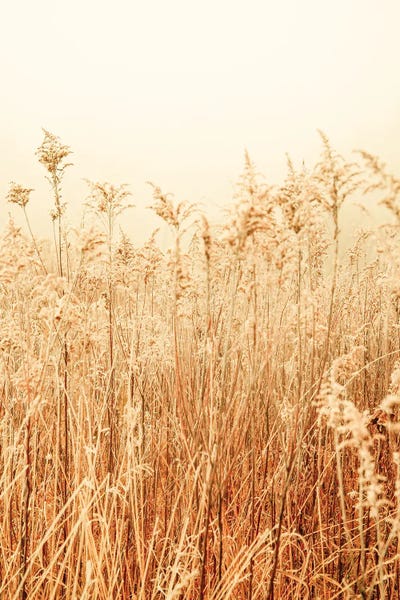 Nordic Winter II by Olivia Joy StClaire framed wall art