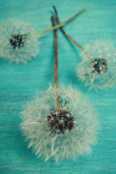 Still Life Photography: Make A Wish by Olivia Joy StClaire