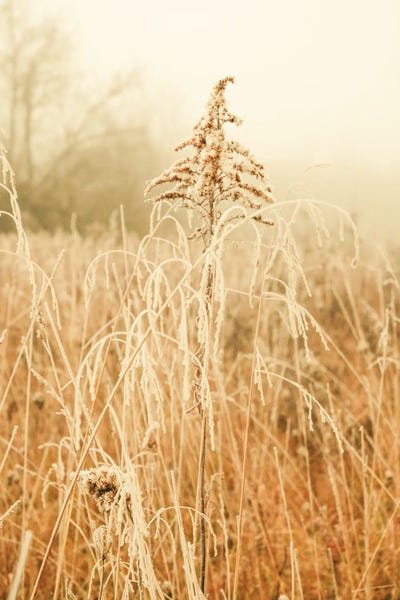 Nordic Winter III
