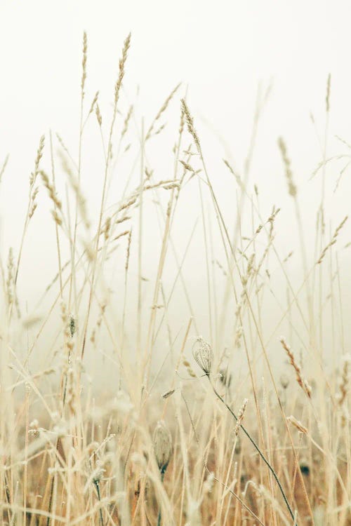 Winter Field I by Olivia Joy StClaire wall art