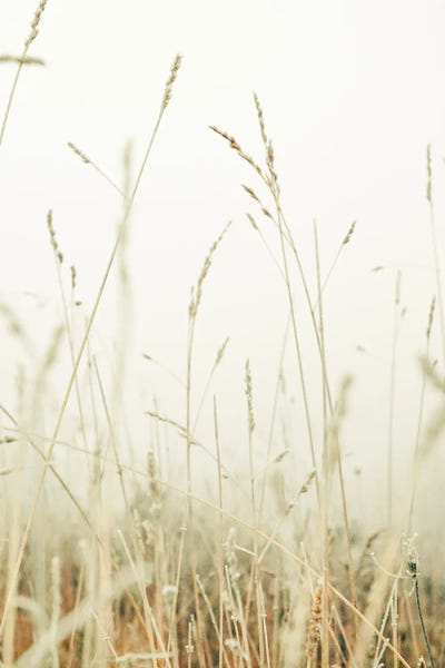 Winter Field II by Olivia Joy StClaire canvas print