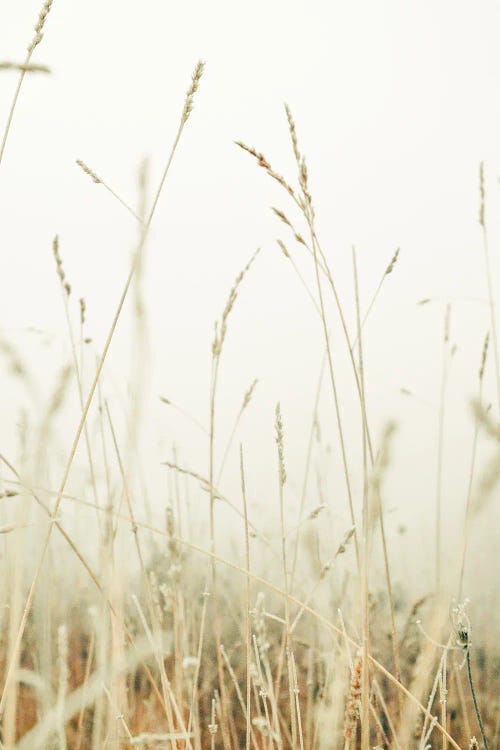Winter Field II by Olivia Joy StClaire wall art