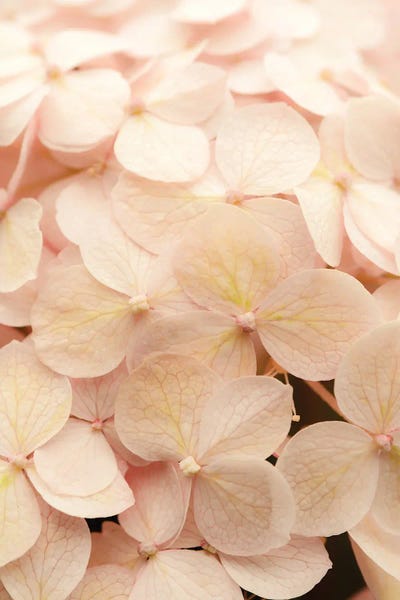 Hydrangeas: Lauds - Morning Prayer I by Olivia Joy StClaire