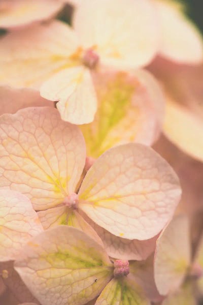 Hydrangeas: Lauds - Morning Prayer II by Olivia Joy StClaire
