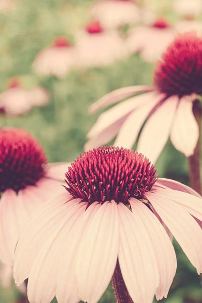 Daisies: Summer Botanical I by Olivia Joy StClaire