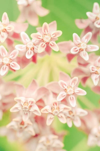 Olivia Joy StClaire: Summer Botanical II by Olivia Joy StClaire