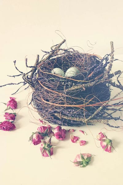 Still Life Photography: Nest by Olivia Joy StClaire