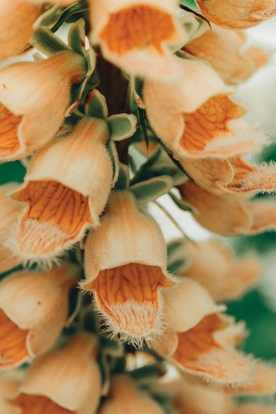 Summer Botanical III