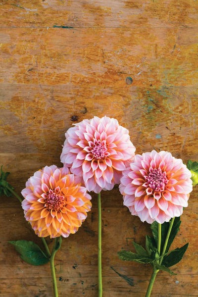 Zinnias: Autumn Mood I by Olivia Joy StClaire