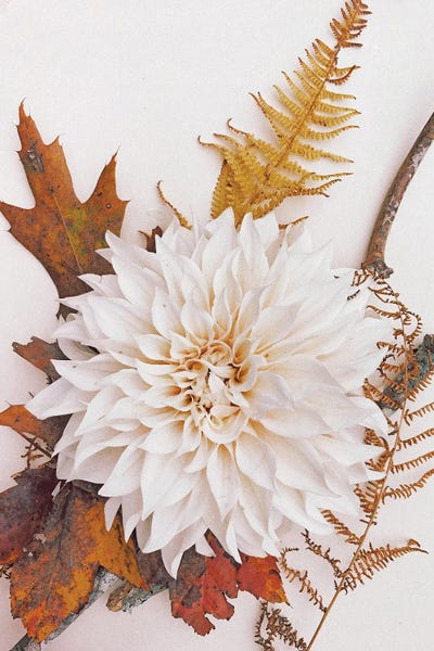 Dahlias: Autumn Mood II by Olivia Joy StClaire