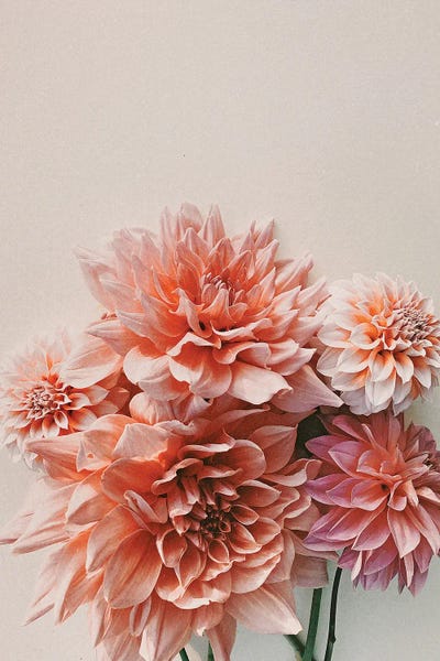 Dahlias: Find Your Tribe by Olivia Joy StClaire