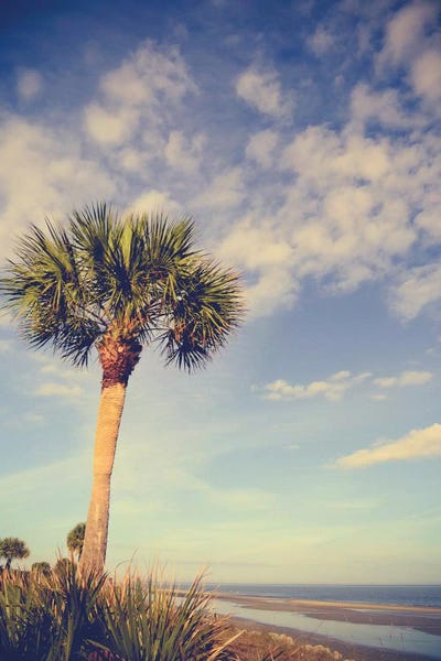 Tropical Beaches: Palm Tree Paradise by Olivia Joy StClaire