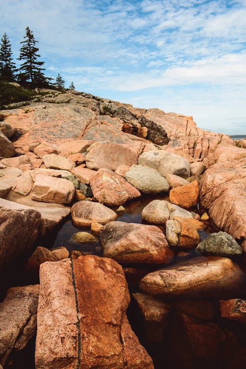 Coastal Life III