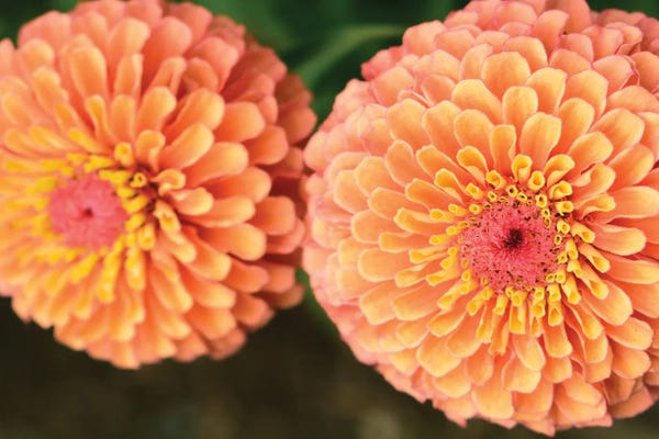 Zinnias: Zinnia Flowers by Olivia Joy StClaire