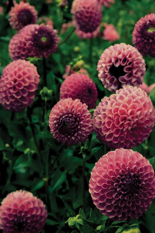 Beautiful Dahlia Flowers