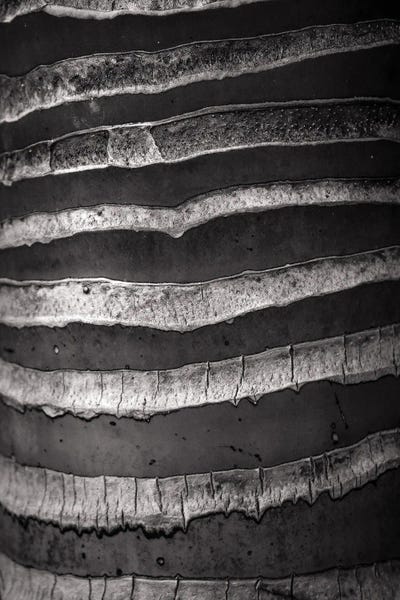 Abstracts In Nature: Layers by Olivia Joy StClaire