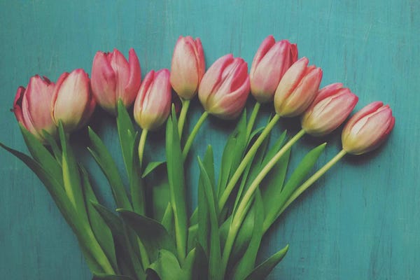 Still Life Photography: Pink Tulips I by Olivia Joy StClaire