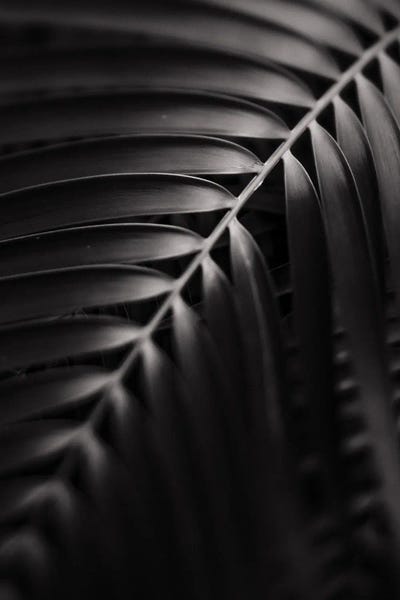 Black & White Florals: Bend by Olivia Joy StClaire