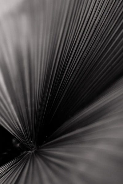 Black & White Florals: Expansive by Olivia Joy StClaire