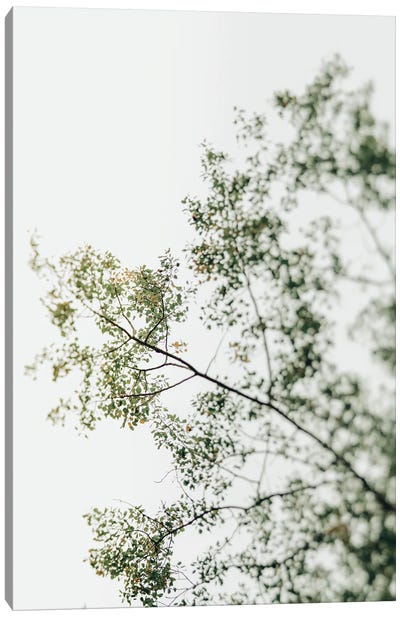 Overhead Canopy 1 - Tree Study Canvas Art Print - Olivia Joy StClaire