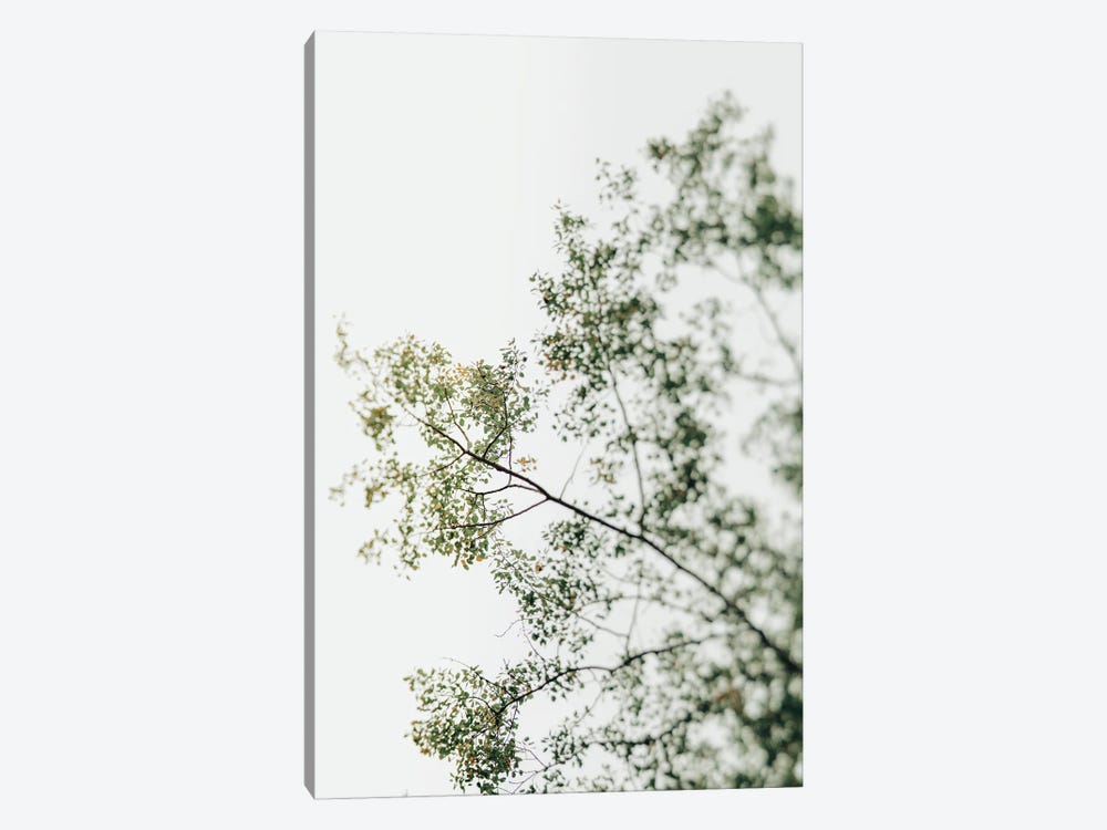 Overhead Canopy 1 - Tree Study by Olivia Joy StClaire 1-piece Canvas Print
