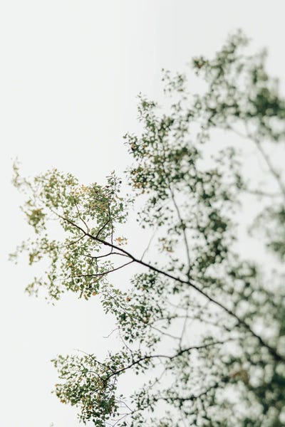 Olivia Joy StClaire: Overhead Canopy 1 - Tree Study by Olivia Joy StClaire