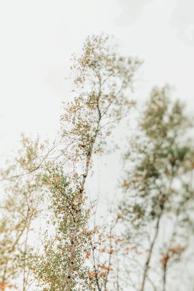 Olivia Joy StClaire: Overhead Canopy 2 - Tree Study by Olivia Joy StClaire