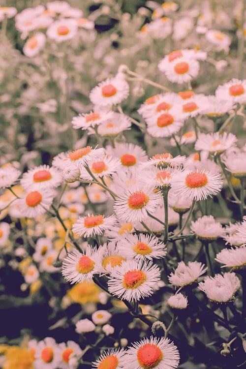 Wild Daisies by Olivia Joy StClaire wall art