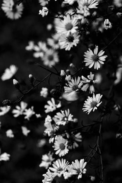 Black & White Florals: Little Summer Daisies by Olivia Joy StClaire