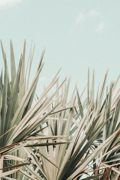 Tropical Morning by Olivia Joy StClaire framed wall art