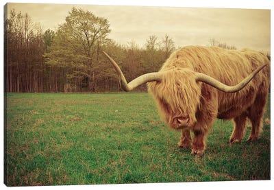 Portrait Of A Scottish Highland Steer Canvas Art Print - Instagram Material