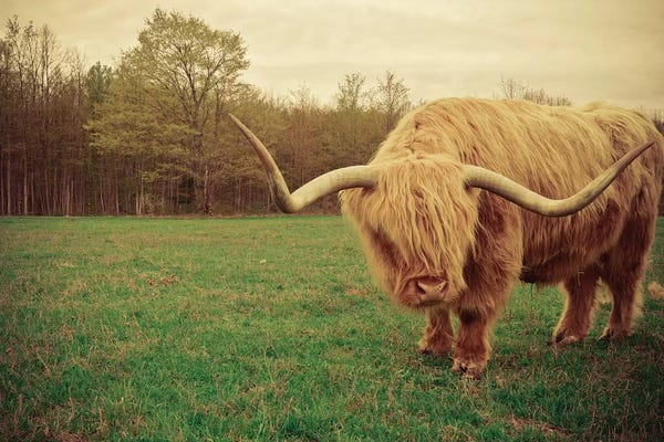 Greenery Décor: Portrait Of A Scottish Highland Steer by Olivia Joy StClaire