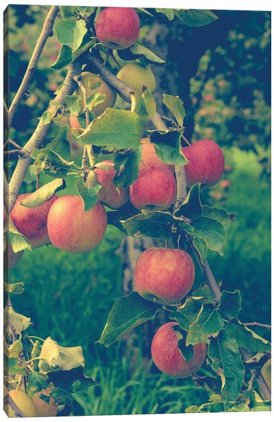 Apple Harvest Canvas Art Print - Apple Tree Art