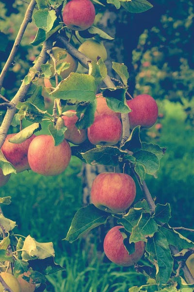Gardening: Apple Harvest by Olivia Joy StClaire