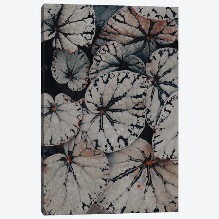 Begonia Leaf Study Canvas Print #OJS300} by Olivia Joy StClaire Canvas Art Print