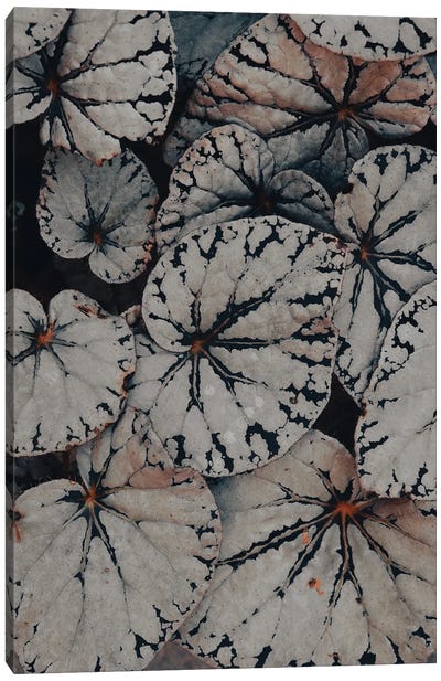 Begonia Leaf Study Canvas Art Print - Olivia Joy StClaire
