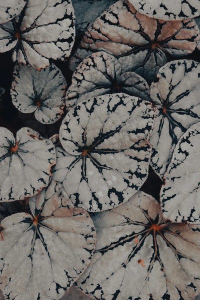Olivia Joy StClaire: Begonia Leaf Study by Olivia Joy StClaire