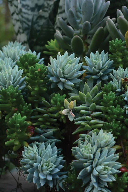 Succulent Study by Olivia Joy StClaire wall art