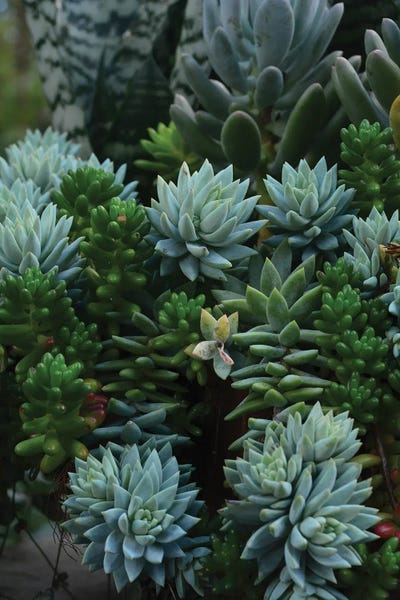 Olivia Joy StClaire: Succulent Study by Olivia Joy StClaire
