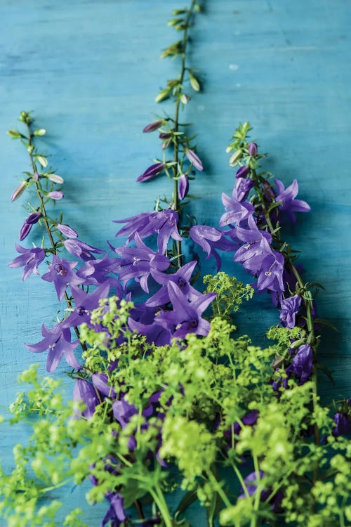 Bellflowers And Lady's Mantle by Olivia Joy StClaire wall art