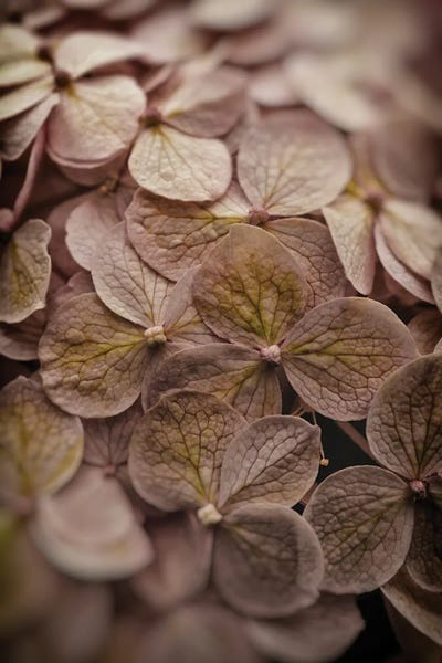 Olivia Joy StClaire: Hydrangea by Olivia Joy StClaire