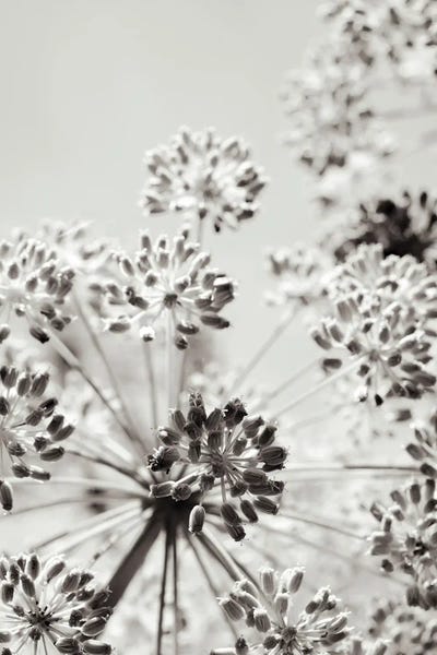 Gray Botanical VIII by Olivia Joy StClaire framed wall art