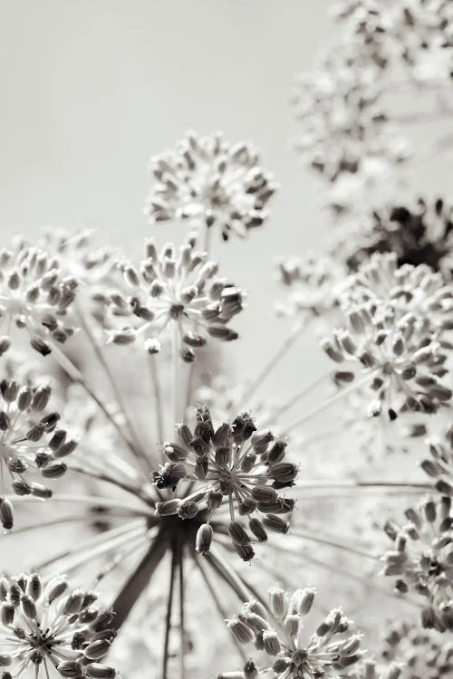 Gray Botanical VIII by Olivia Joy StClaire wall art