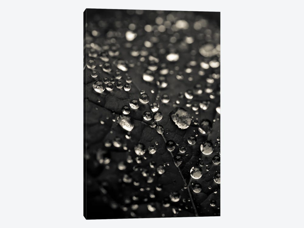 Dew Drops In Black And White by Olivia Joy StClaire 1-piece Canvas Print