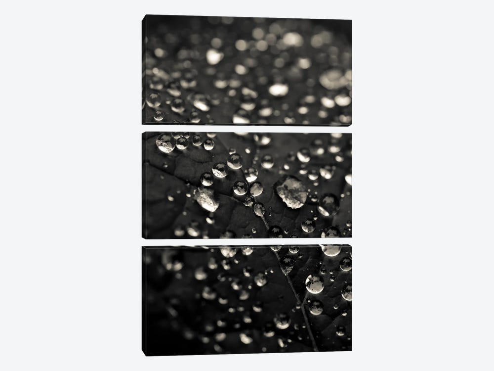 Dew Drops In Black And White by Olivia Joy StClaire 3-piece Canvas Art Print