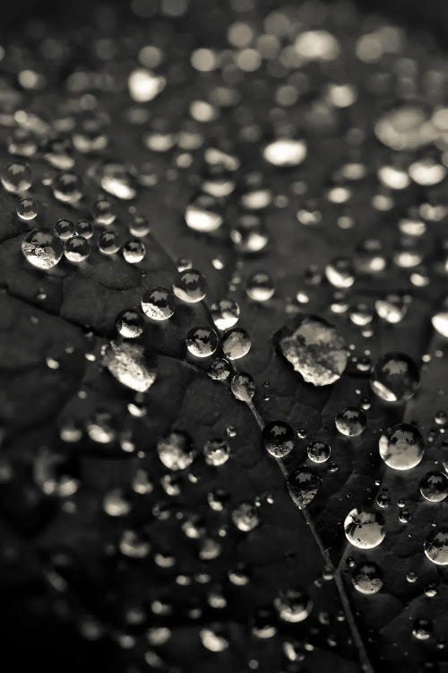 Dew Drops In Black And White