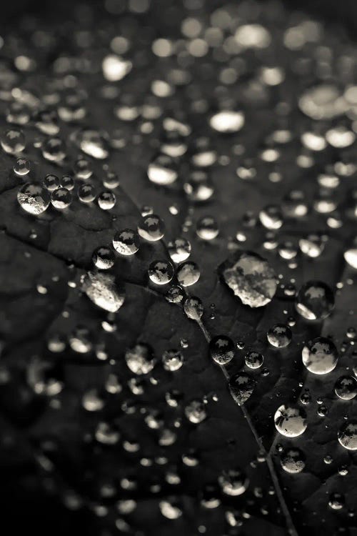 Dew Drops In Black And White by Olivia Joy StClaire wall art