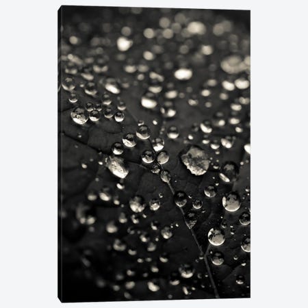 Dew Drops In Black And White Canvas Print #OJS323} by Olivia Joy StClaire Canvas Art Print
